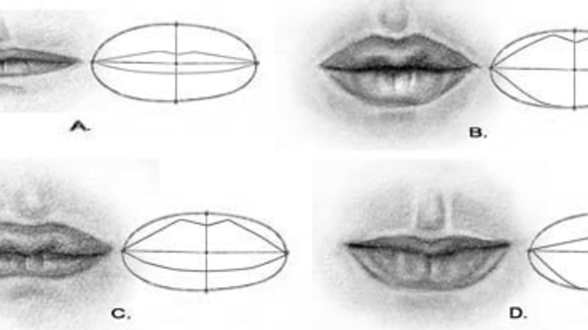 Строение губ рисунок