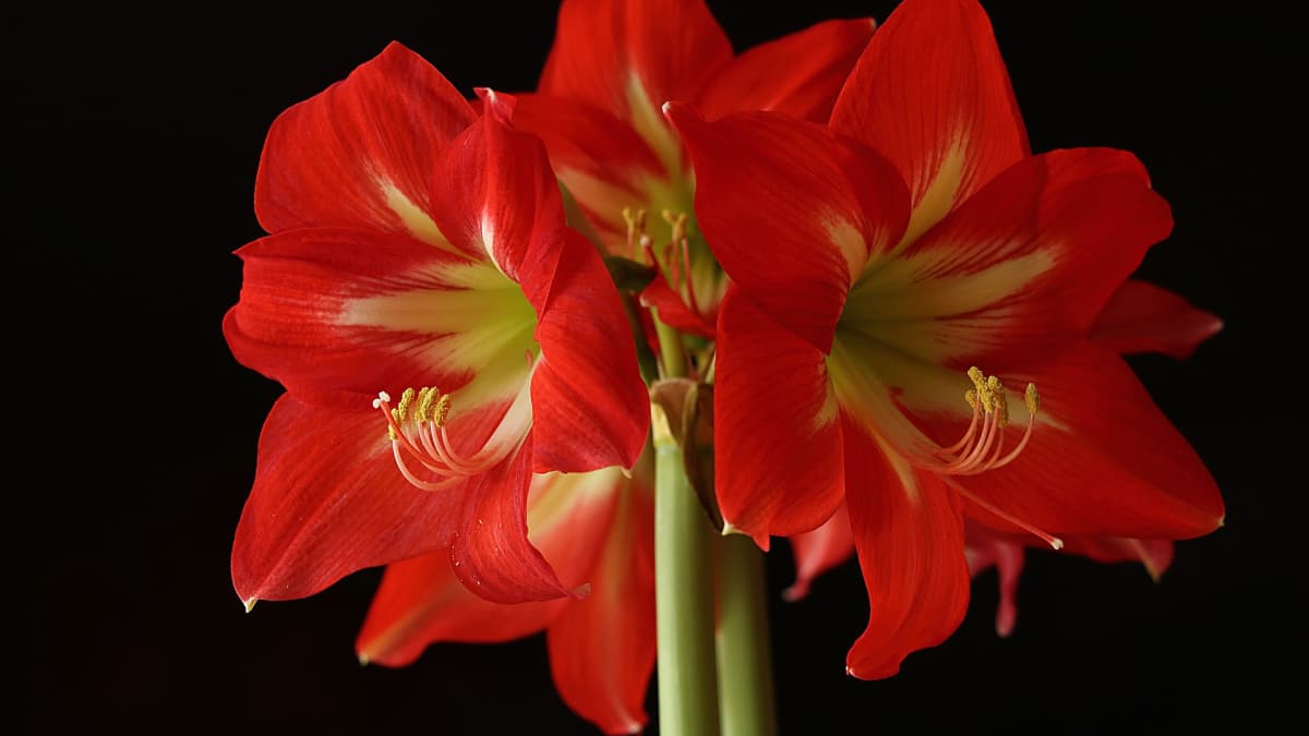 комнатный цветок амариллис фото