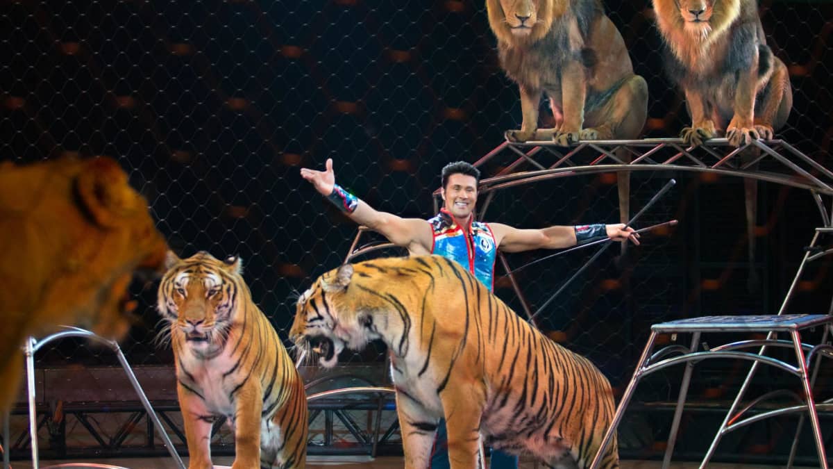 Big Cat & Animal Trainer Alexander Lacey's Ringling Bros. Circus