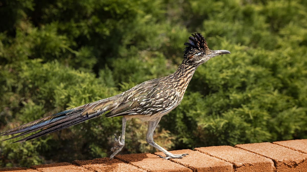 Roadrunners Are Fast, Focused, and Born to Run - HubPages