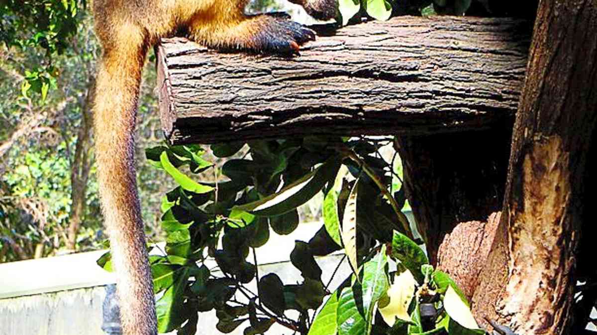 Can Kangaroos Climb Outlet