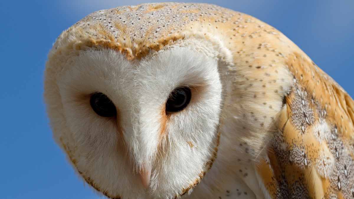 Everything You Wanted to Know About the Barn Owl - HubPages