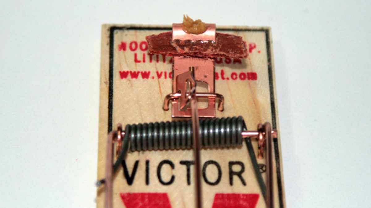 The Absolute Best Way to Bait a Mousetrap HubPages