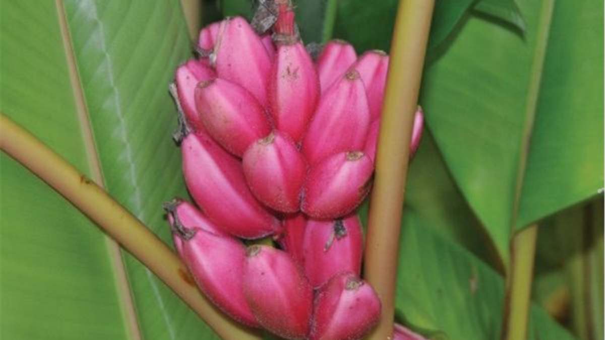 Kinds Of Bananas - HubPages