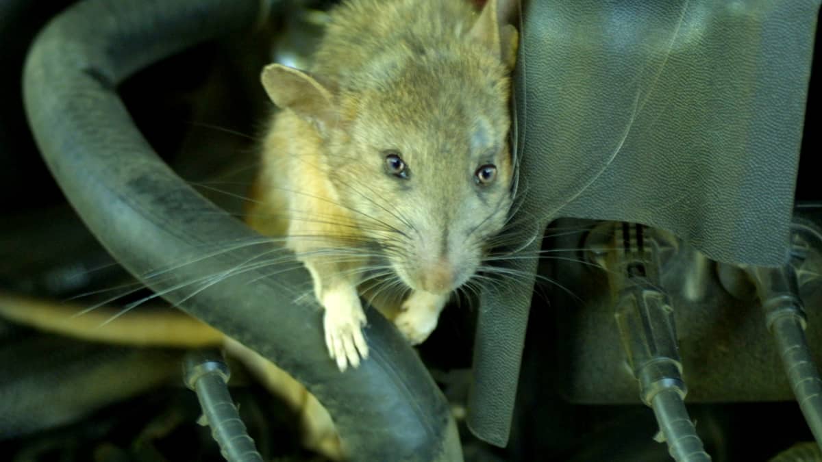 rat spray for car engine