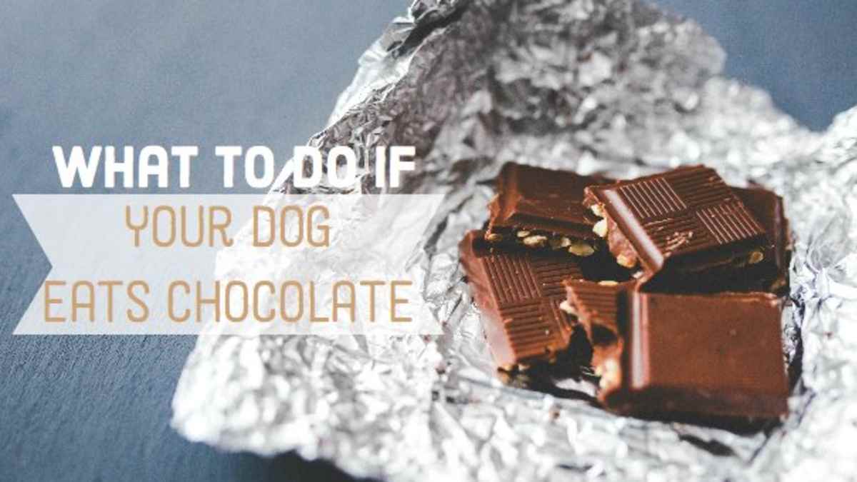 Picture of How To Treat A Dog Who Has Eaten Chocolate