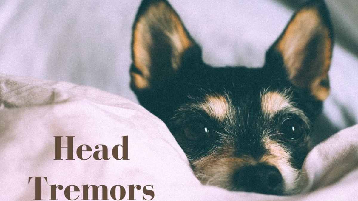 Puppy Shaking Head And Whining Noise Puppy And Pets