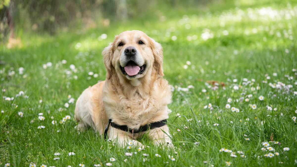 Labrador Retrievers: Wonderful Family Pets and Companions