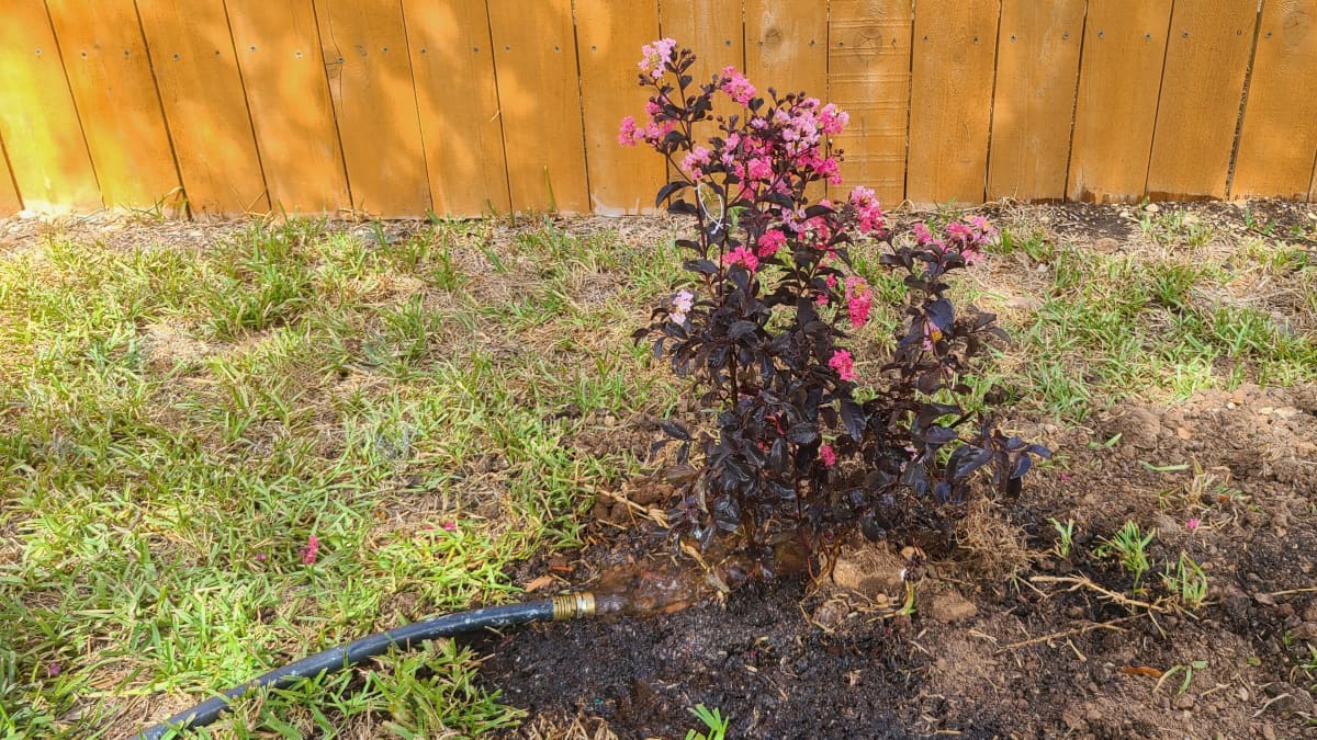 How to Plant and Fertilize Crape Myrtle Dengarden