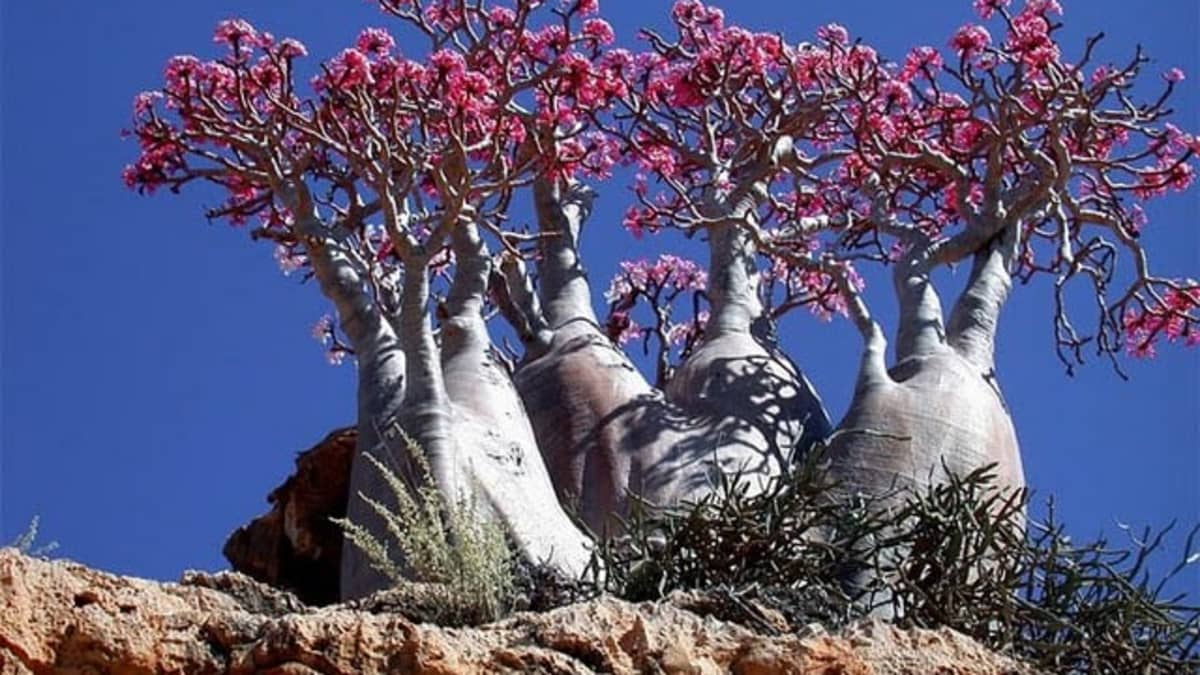 Socotra Island the Most Exotic Nature and Wildlife in the