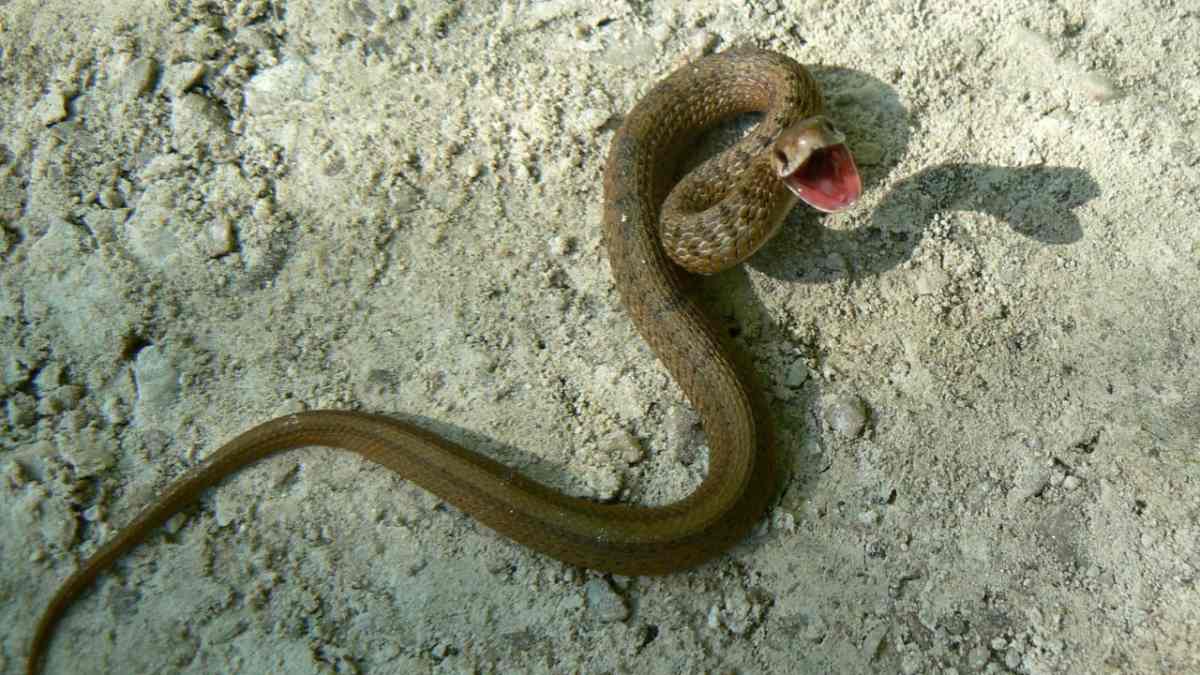 Покажи змею медянку. Змея медянка обыкновенная маленькая. Жук медянка. Гадюка, уж, веретеница, медянка. Змея медянка обыкновенная.