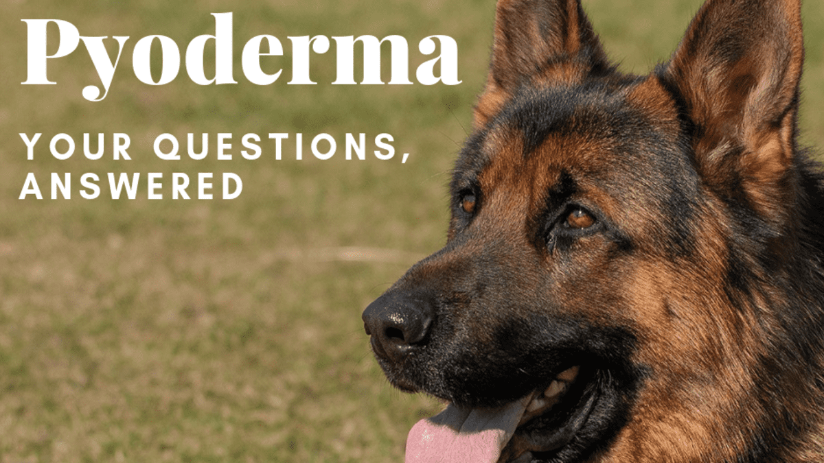 German shepherd hotsell dermatitis treatment