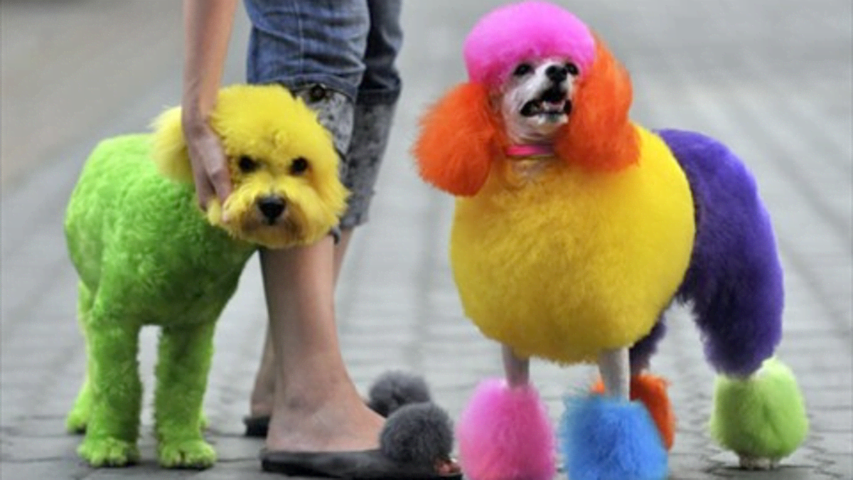 Dye 2025 your dog