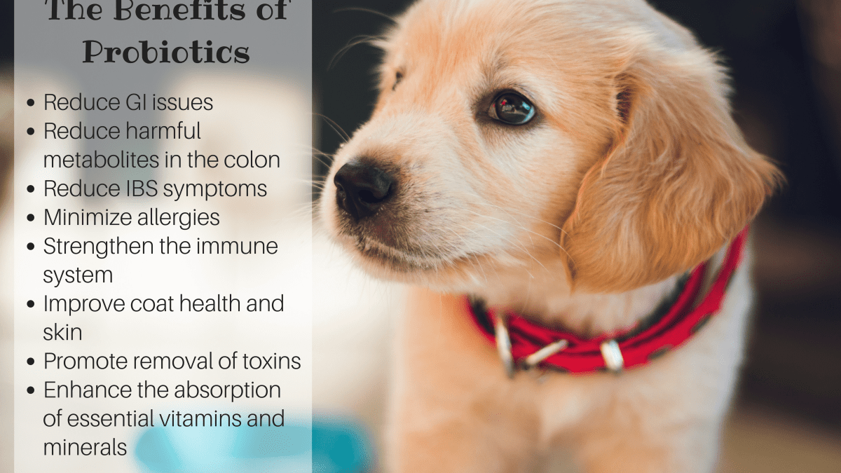 Probiotics for 2025 puppies with diarrhea