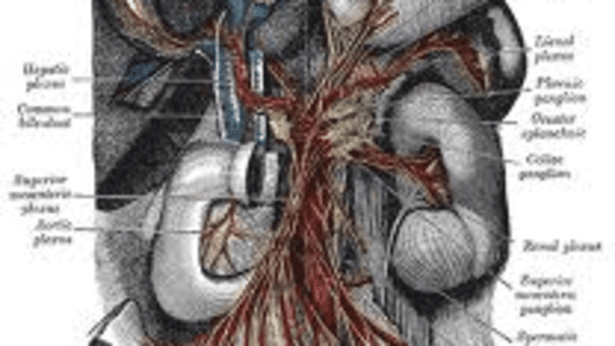 The Solar Plexus - Man's Abdominal Brain - HubPages