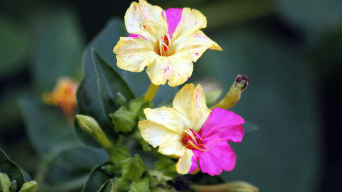 The Four O'Clock Flower: An Old-Fashioned Favorite - HubPages