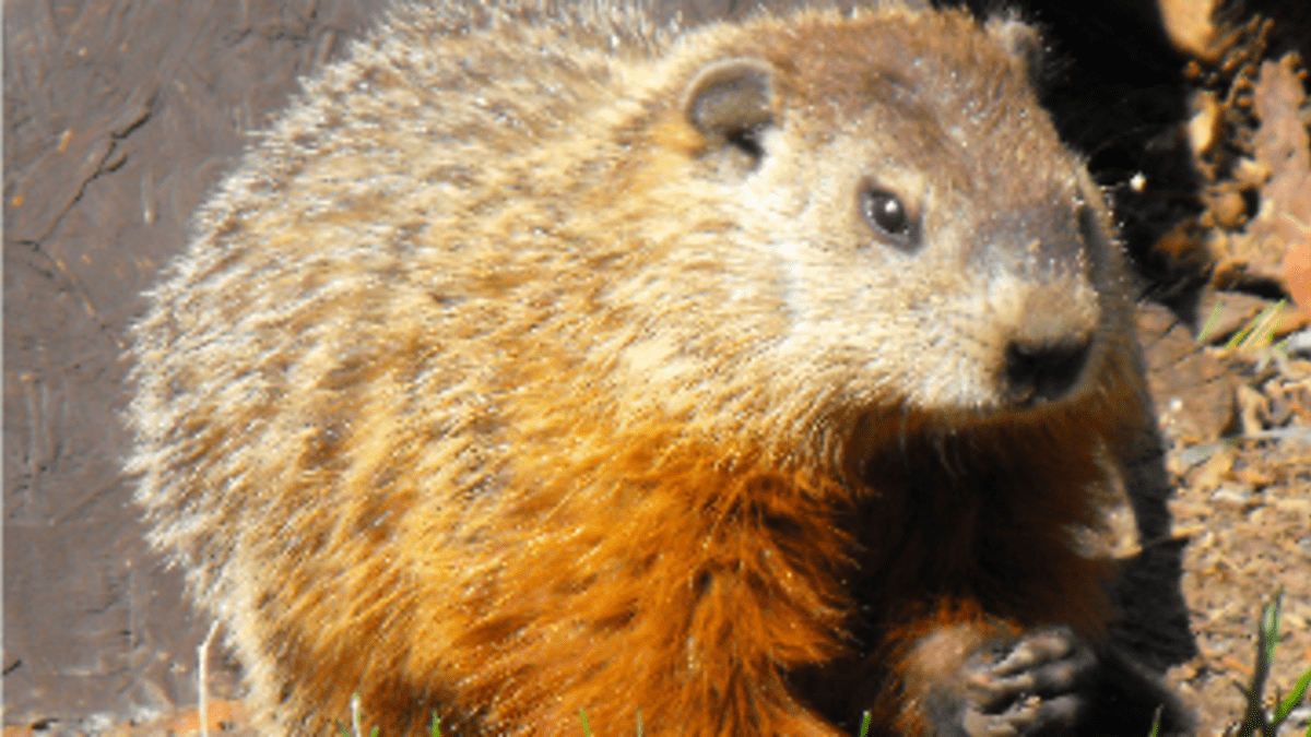 Groundhog Facts How I Live with a Groundhog in the Garden HubPages