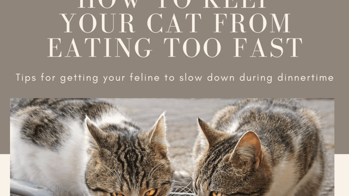 How to Keep a Cat From Eating Too Fast HubPages