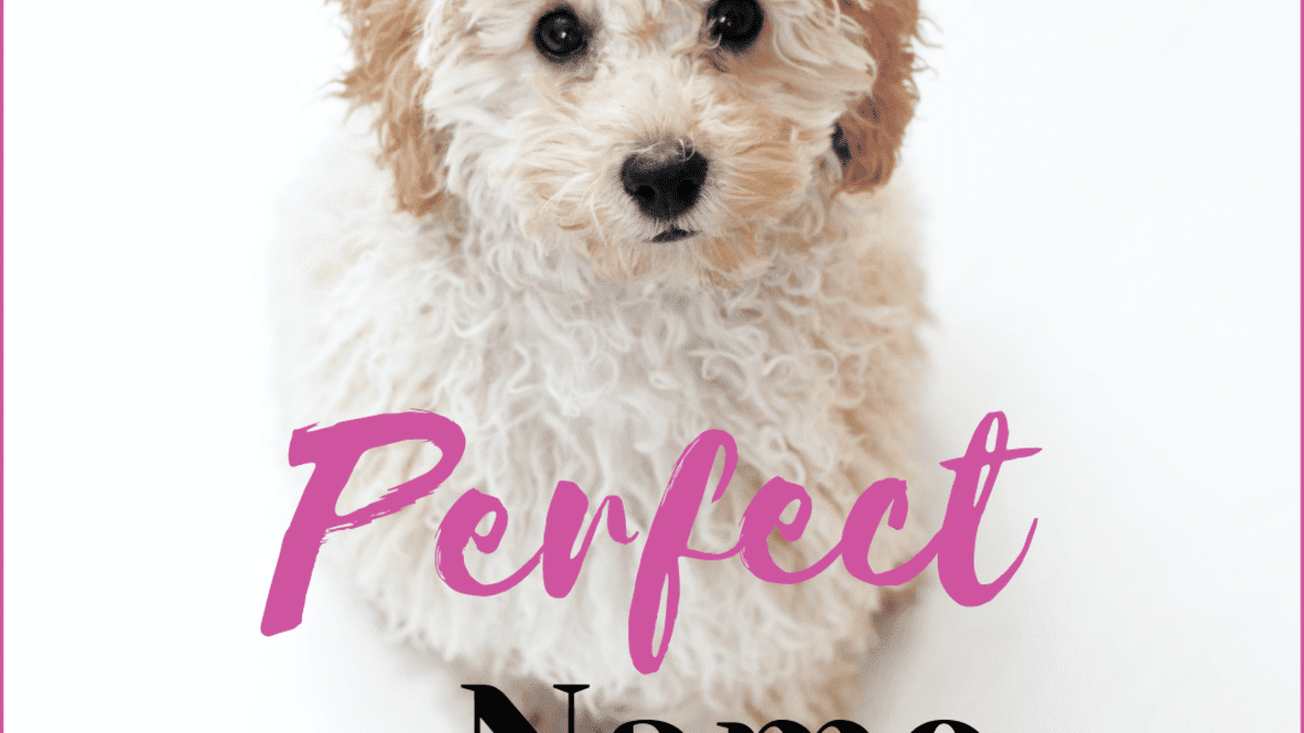 Cute names for sales small female dogs