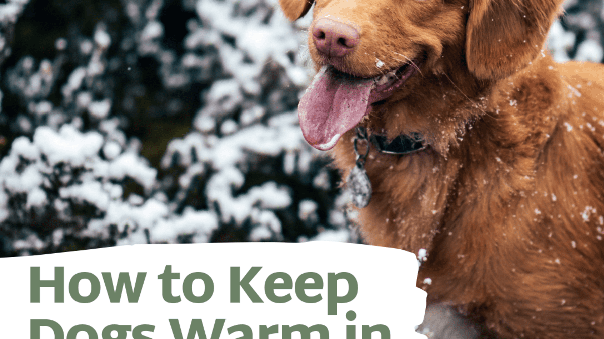 Keep dog house hot sale warm in winter