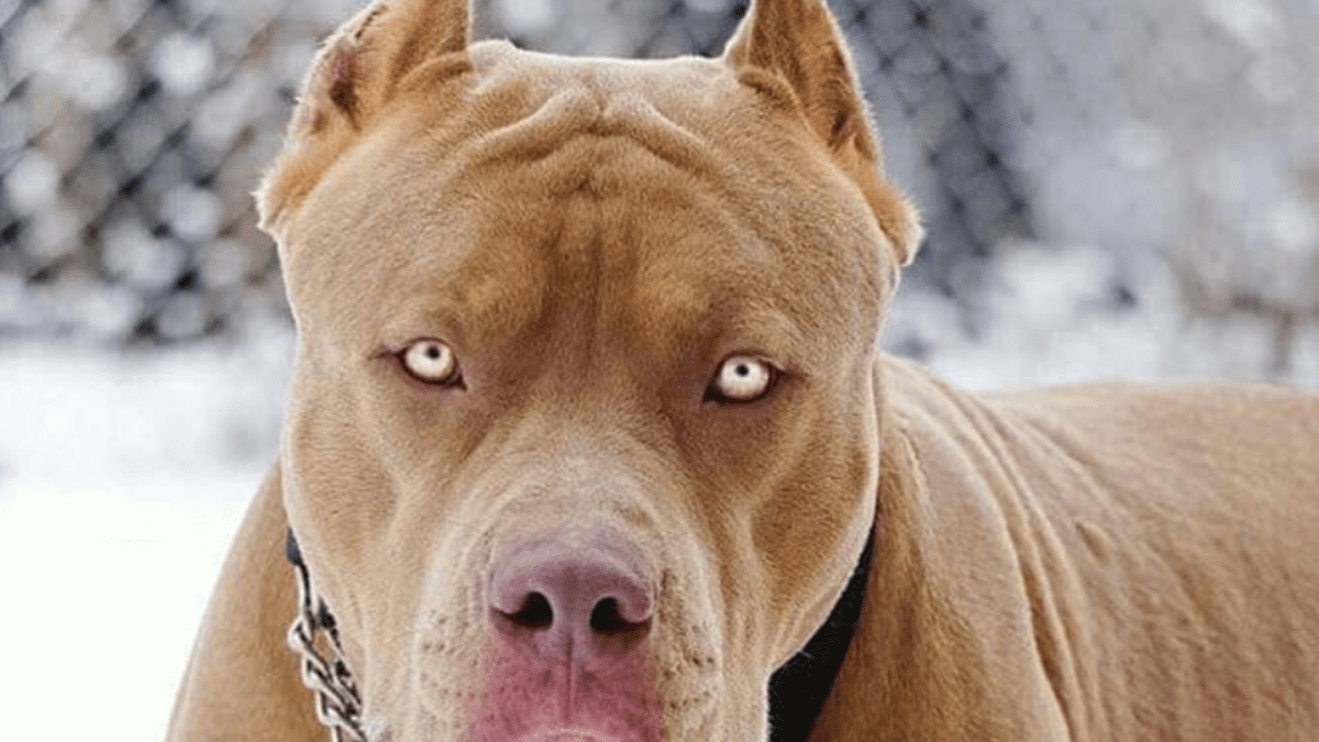 There Goes the Neighborhood: The Coming of the Pit Bulls - HubPages
