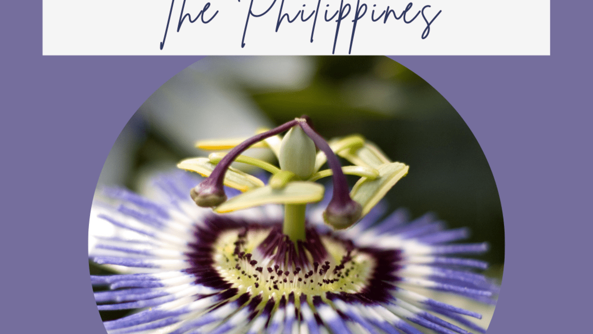 20 Most Beautiful Native Flowers of the Philippines - Owlcation