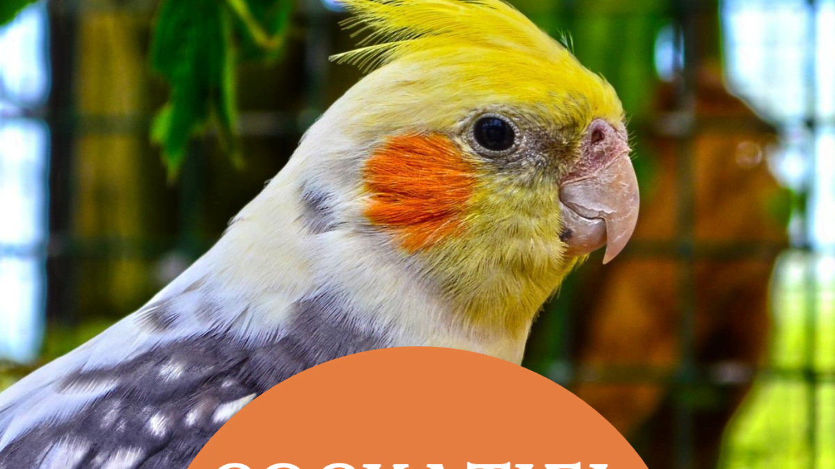 Cockatiel pet online