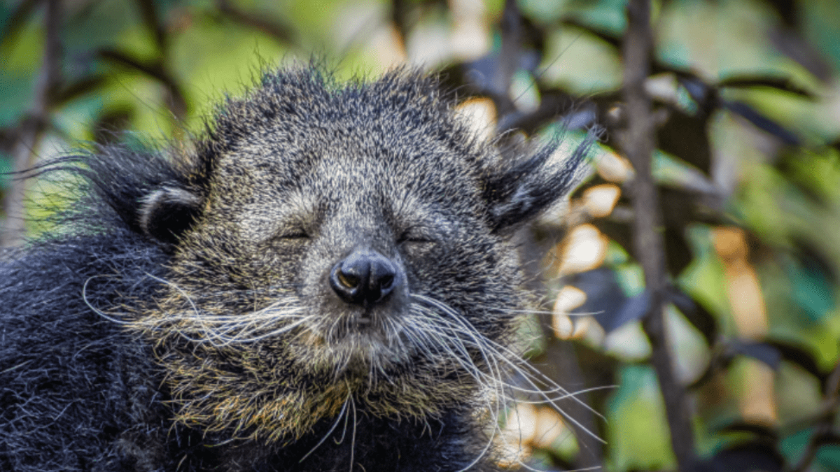 World Binturong Day - HubPages