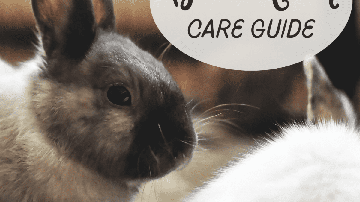 Best food for store netherland dwarf rabbits