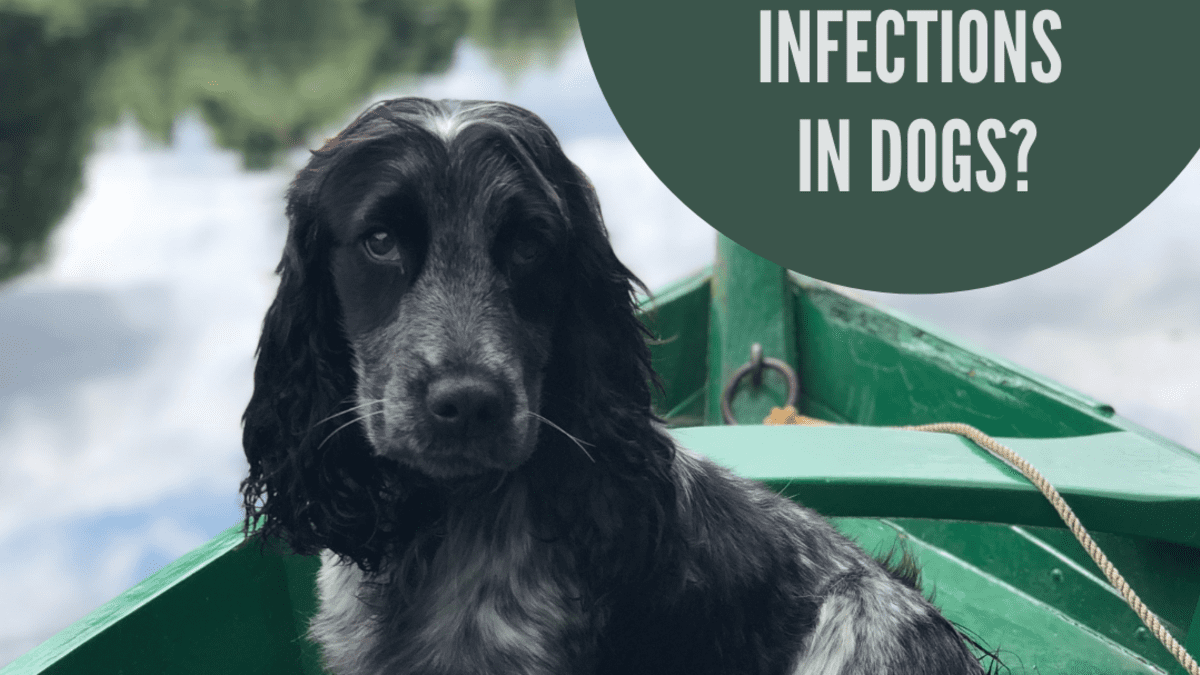 Best dog food for store allergies and ear infections