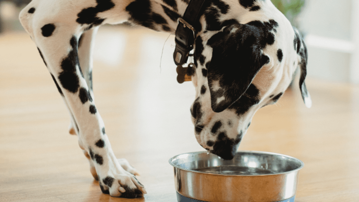 Does Alkaline Water Really Help Dogs Health PetHelpful