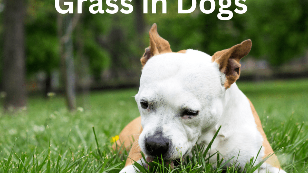 Let dog eat store grass