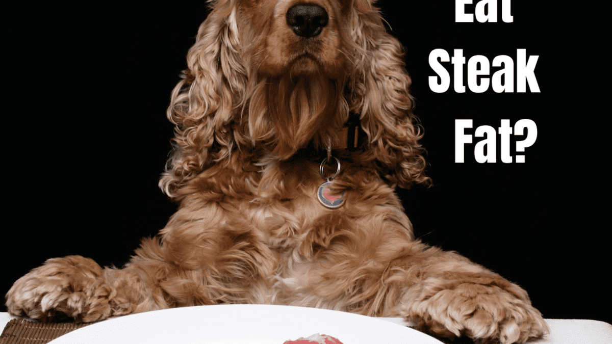 Is beef fat 2025 bad for dogs