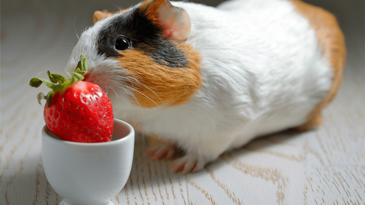 Can you give sale guinea pigs strawberries