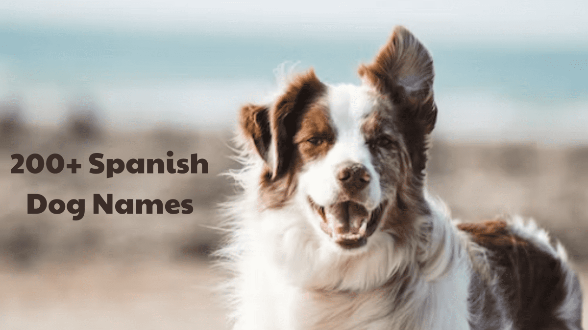 Spanish dog hot sale names