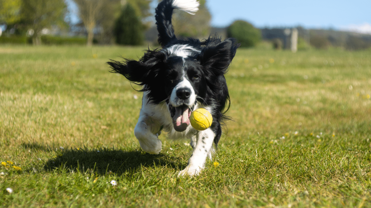 Dog loves tennis balls sale