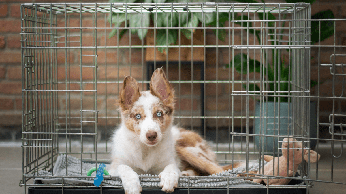 Crate training in discount bedroom