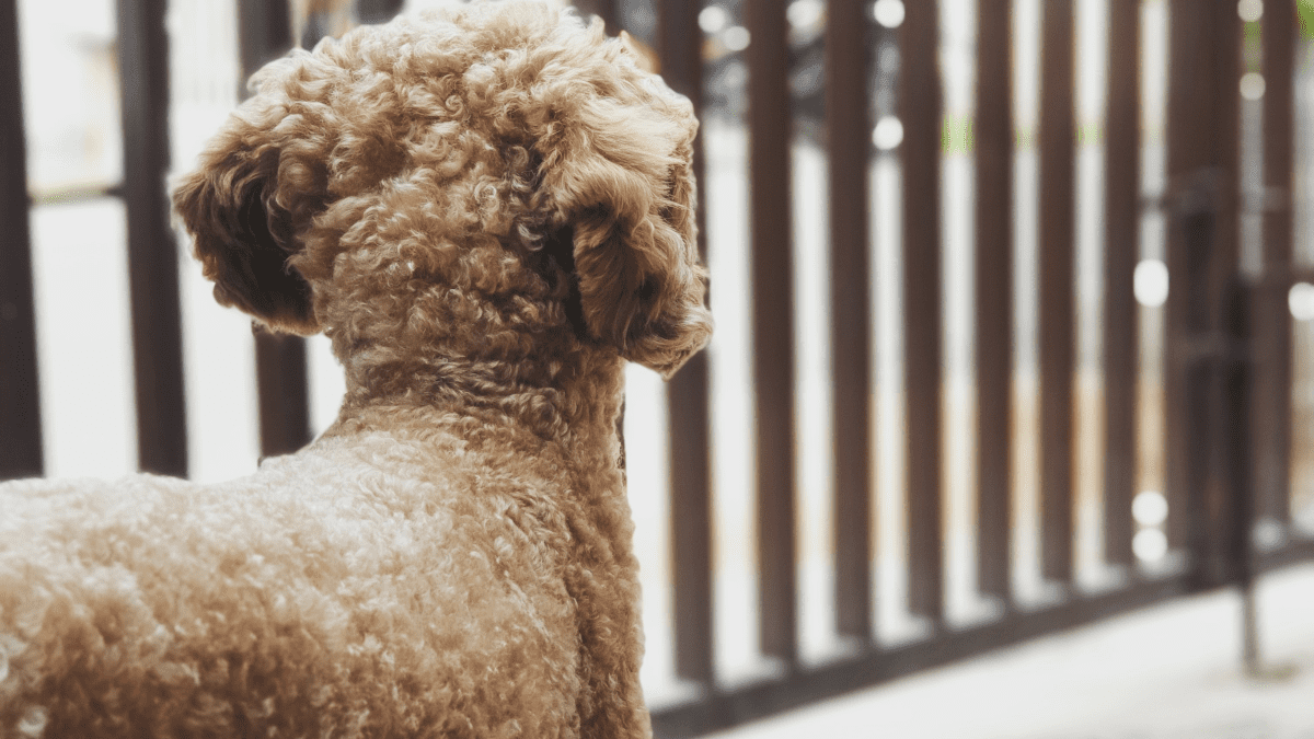 Dog keeps sales breaking fence