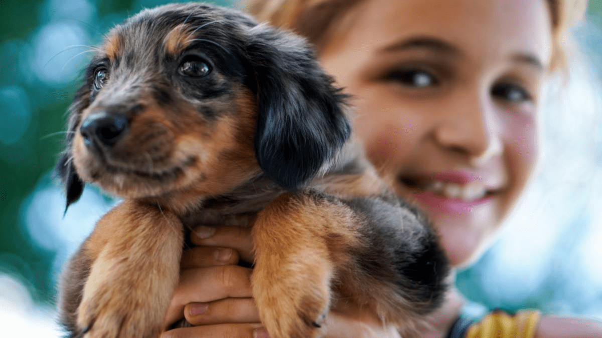 Best dogs to have sales around children