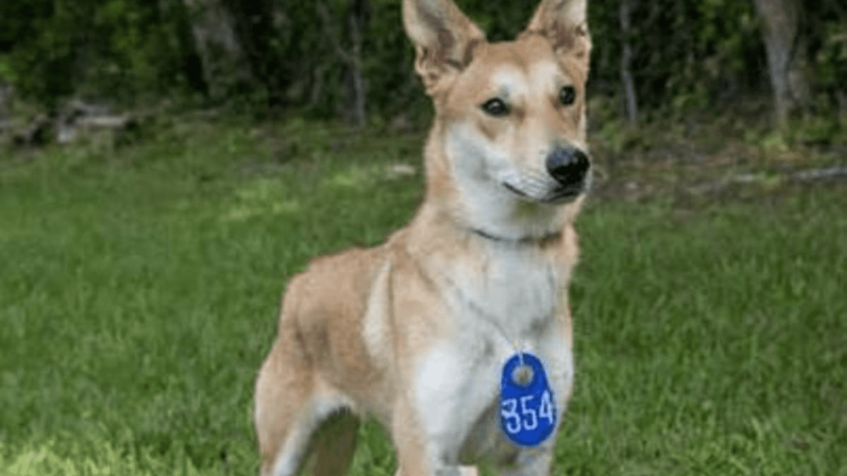 American dingo husky store mix