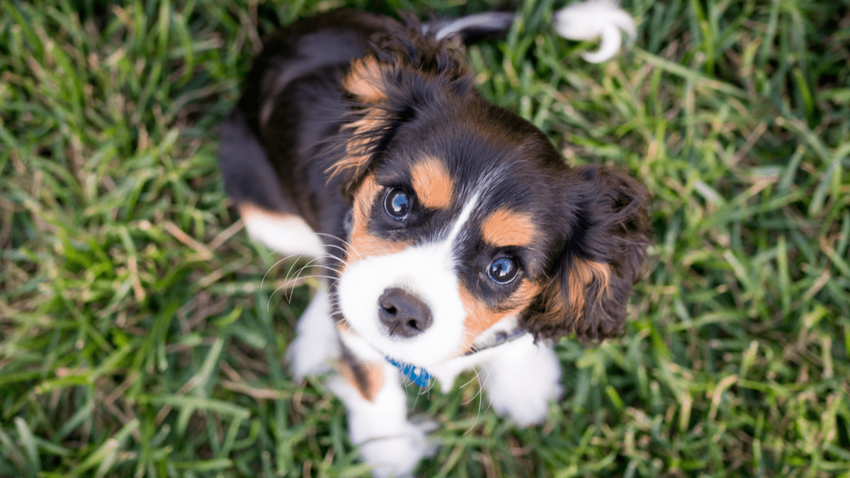 Easy potty trained discount dogs