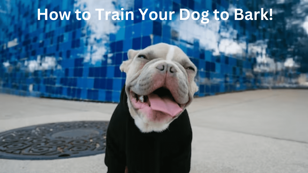 How to train my dog clearance to bark