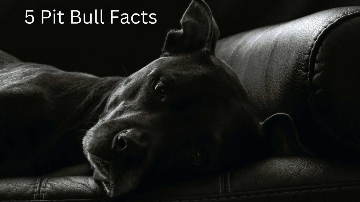 Facts about pitbull sales dogs