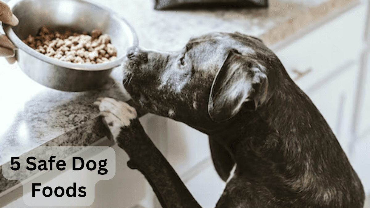 Best dehydrated outlet dog food 2019