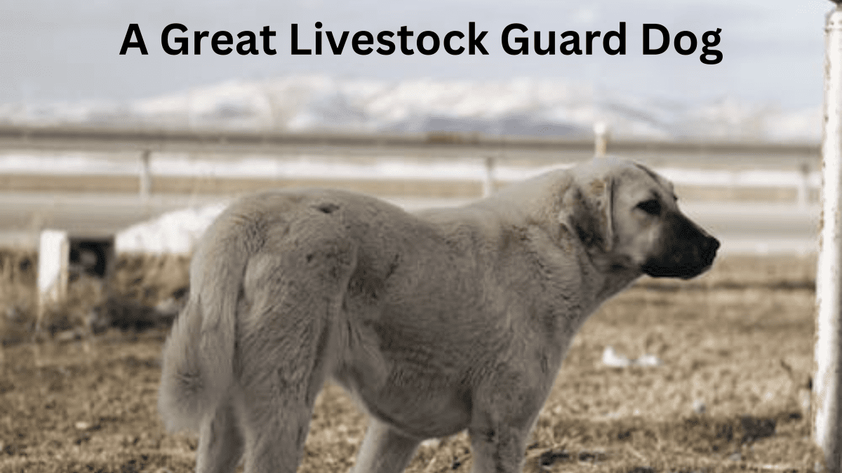 Anatolian Shepherd Great Pyrenees Cross Make Great Livestock Guard