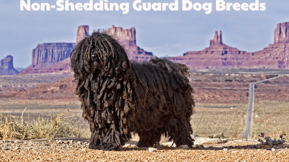 Low shedding store dogs for families