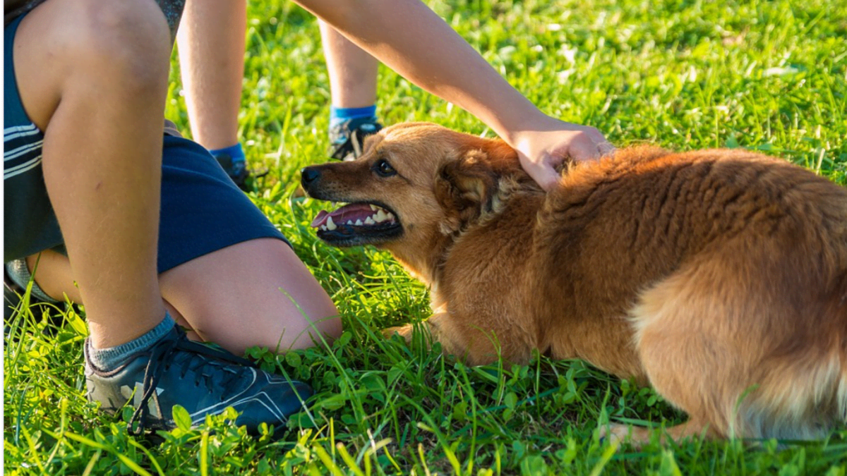 Dog nips at sales kids