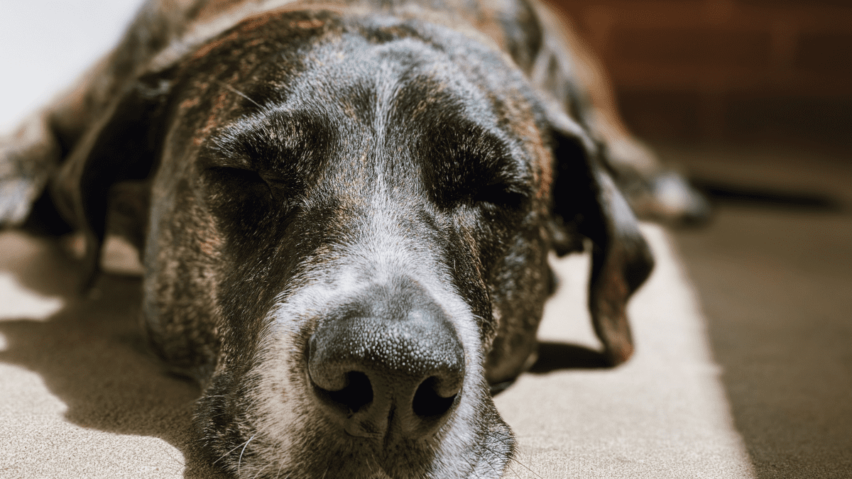 Assisting With Chronic Urinary Tract Infections in Older Dogs PetHelpful