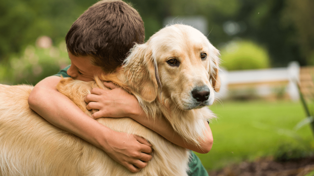 Golden retriever and bichon sales mix