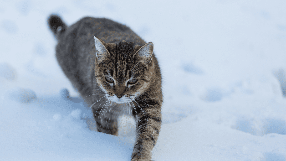 Keeping outdoor cats store warm in winter